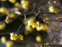 〜臘月の花〜