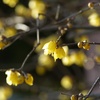 〜臘月の花〜