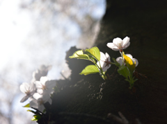 胴吹き桜