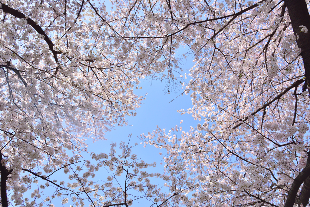 善福寺川の桜3
