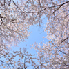 善福寺川の桜3