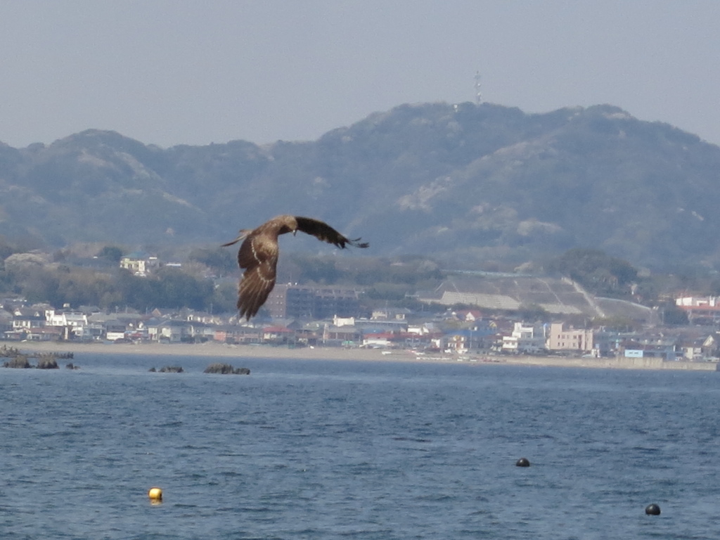 コンデジで野鳥:とんび