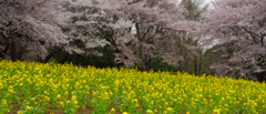 桜と菜の花