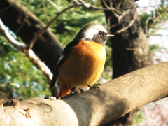 コンデジで野鳥：ジョウビタキさん