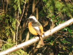 コンデジで野鳥：ジョウビタキさん