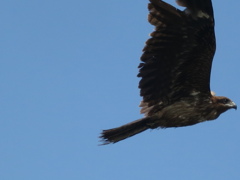 コンデジで野鳥:とんび