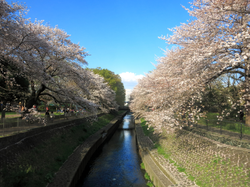 善福寺川の桜