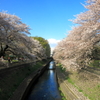 善福寺川の桜