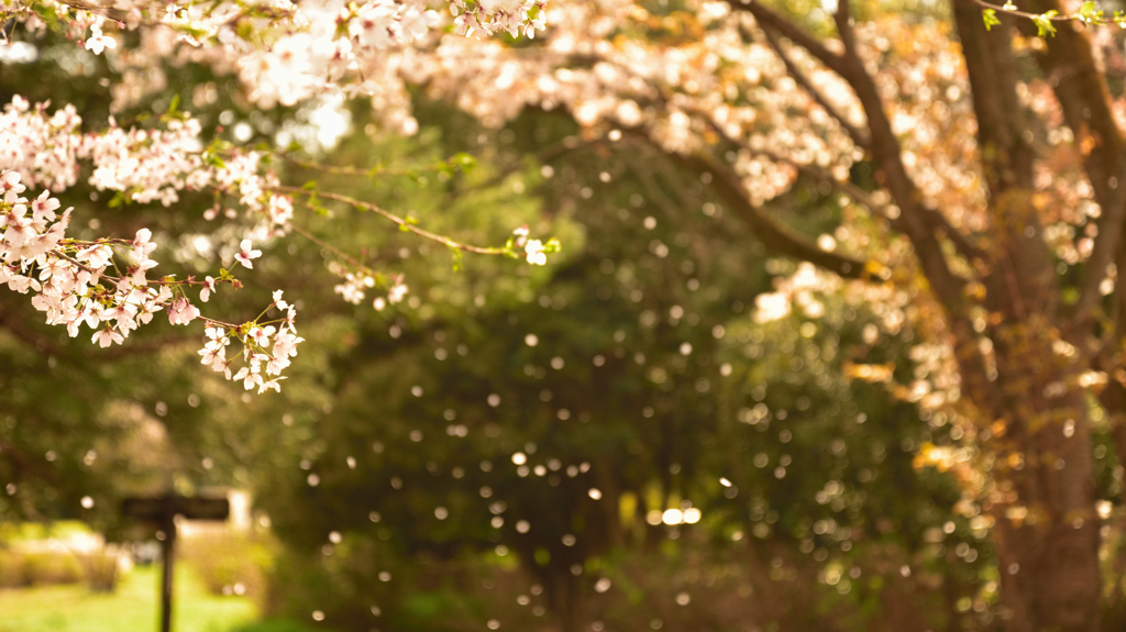 花吹雪