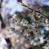 葉桜の気配