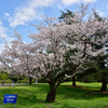 晴れた日の桜