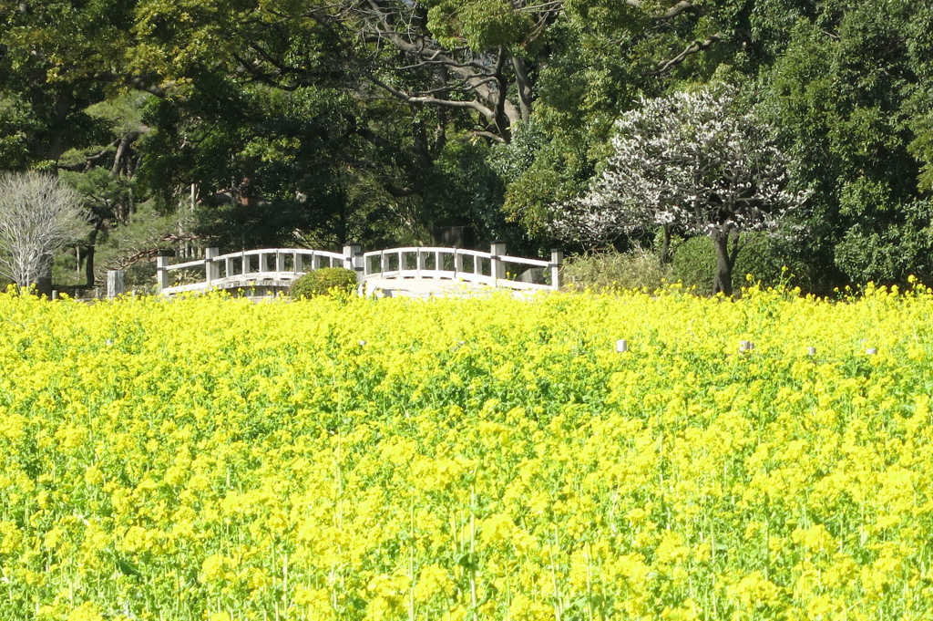 菜の花畑