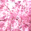 花簾