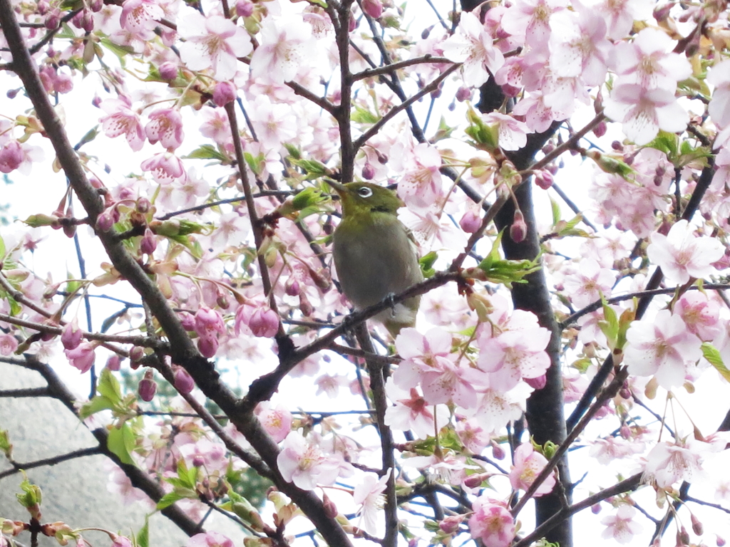 桜とメジロ
