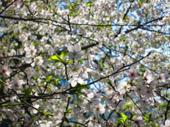 市ヶ谷の桜