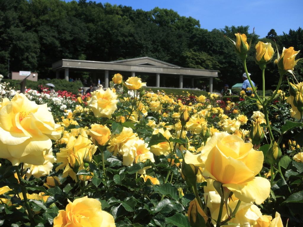 数多の花言葉を貴方に