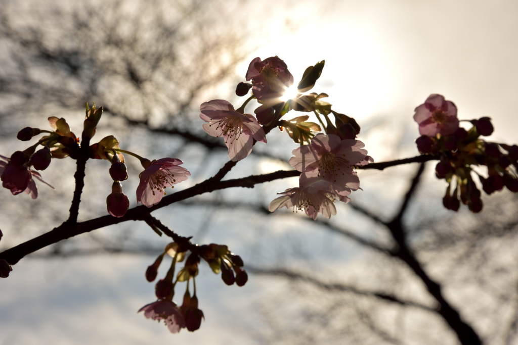 河津桜