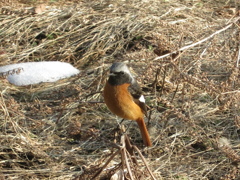 コンデジで野鳥：ジョウビタキさん