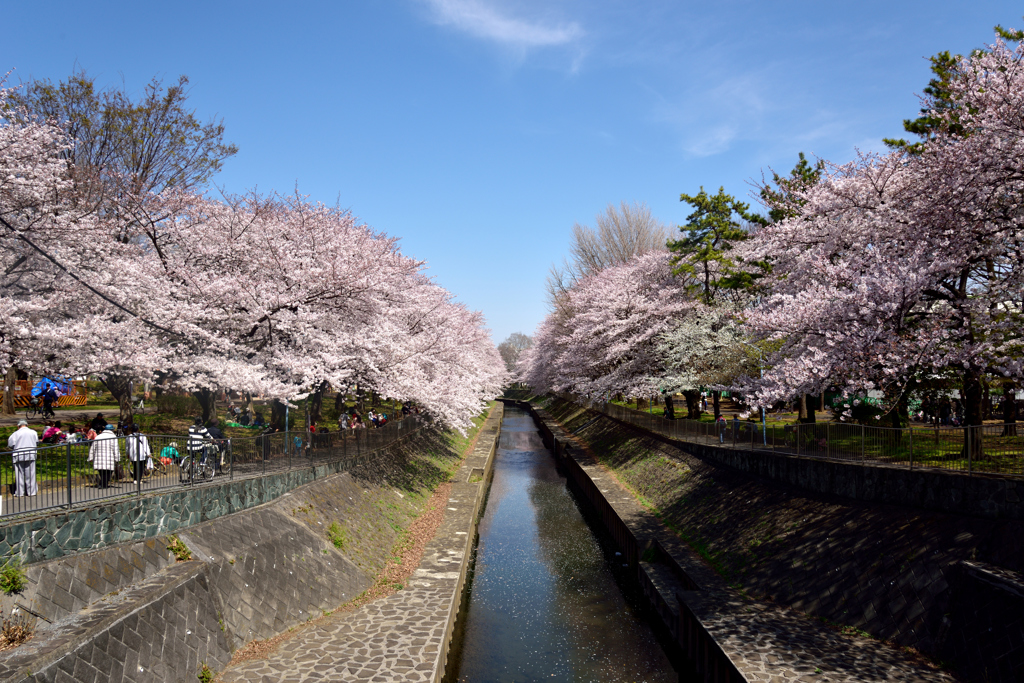 善福寺川の桜並木