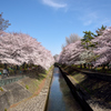善福寺川の桜並木