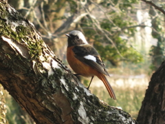 コンデジで野鳥：ジョウビタキさん