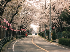 千葉県　マラソン道路の桜