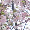 桜とメジロ2