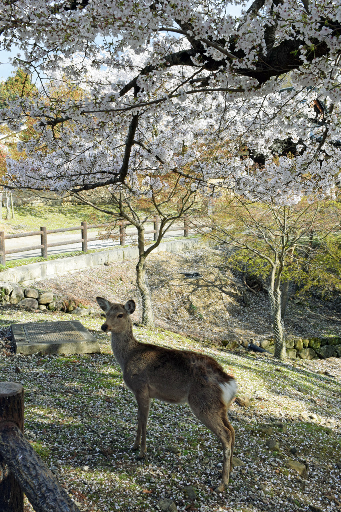 奈良でシカ。