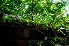 避暑地の草木