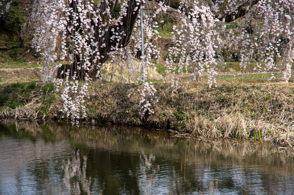 花園枝垂れ桜3