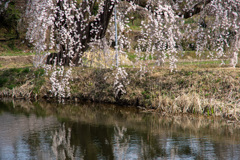 花園枝垂れ桜3