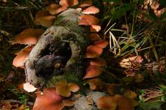 キノコもくもく