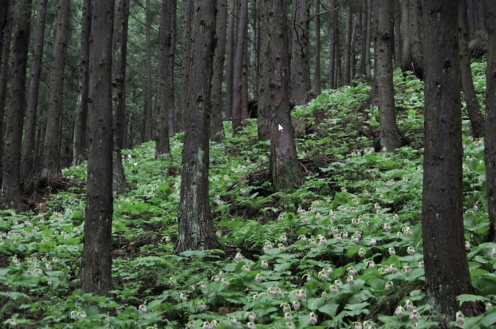 ここのみで咲く