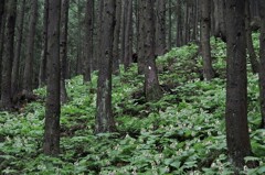 ここのみで咲く