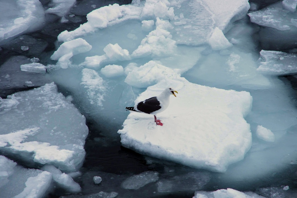 流氷で休む