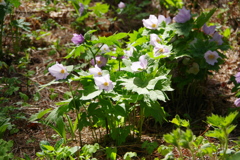 半田山自然公園4