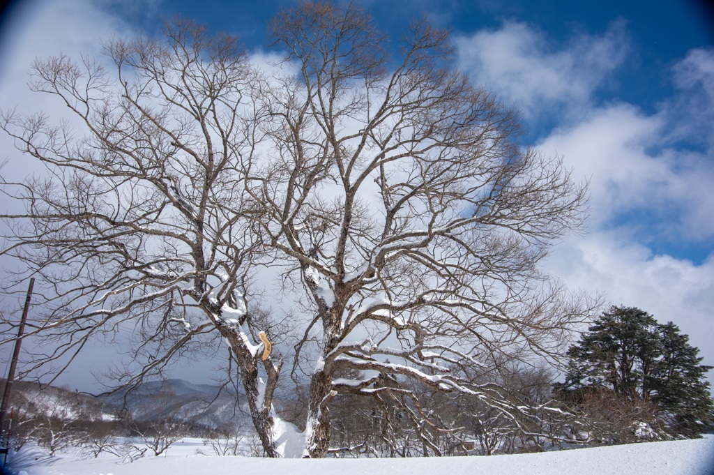 雪の花