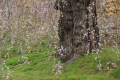 霧雨のように咲く