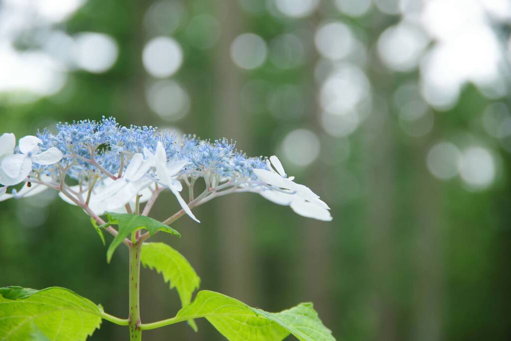 みちのくあじさい園