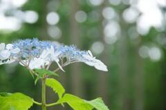 みちのくあじさい園