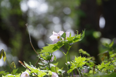 半田山自然公園3