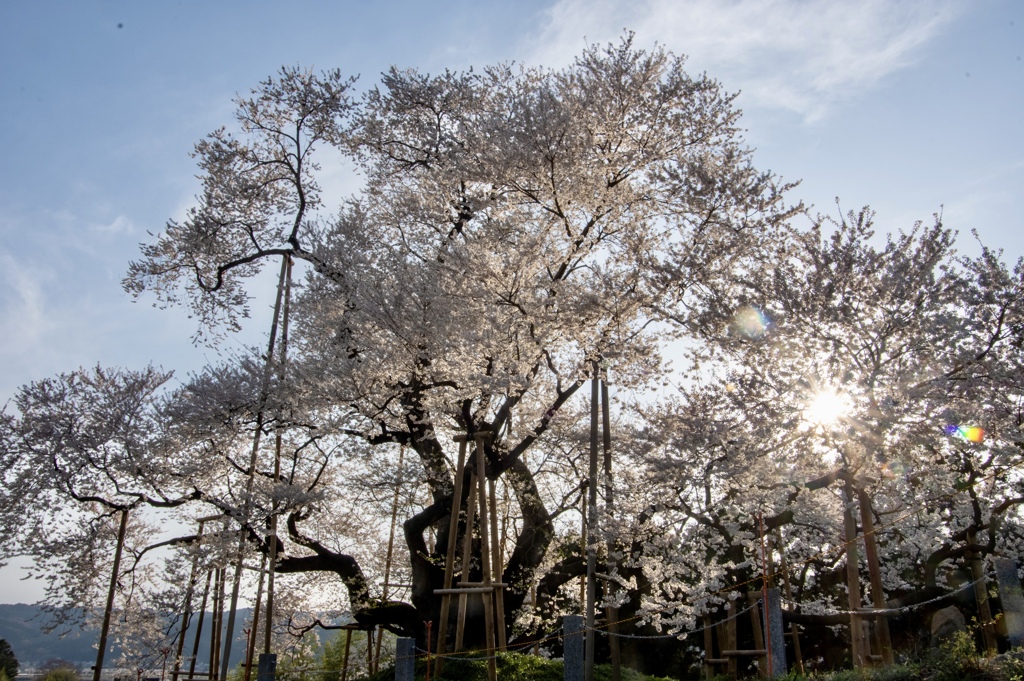 戸津辺の桜1