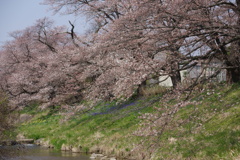 藤田川1