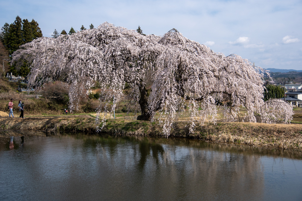花園枝垂れ桜2