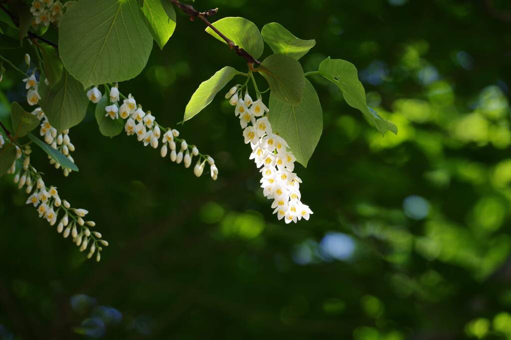 こぼれるように