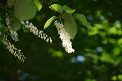 こぼれるように