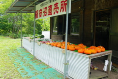 名産のカボチャ