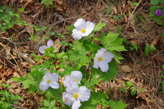 半田山自然公園5