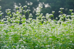 早朝の蕎麦5