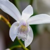 白花紫蘭